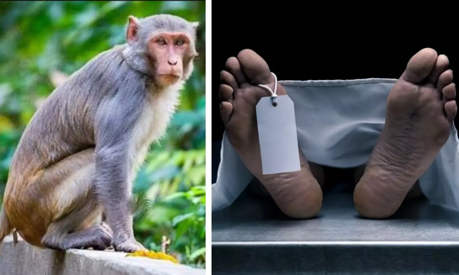 Class 10 student dies after being pushed off roof by monkeys in Bihar