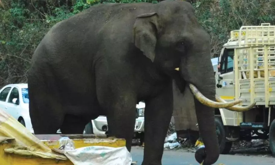 AP decides to train its own elephants as kumkis