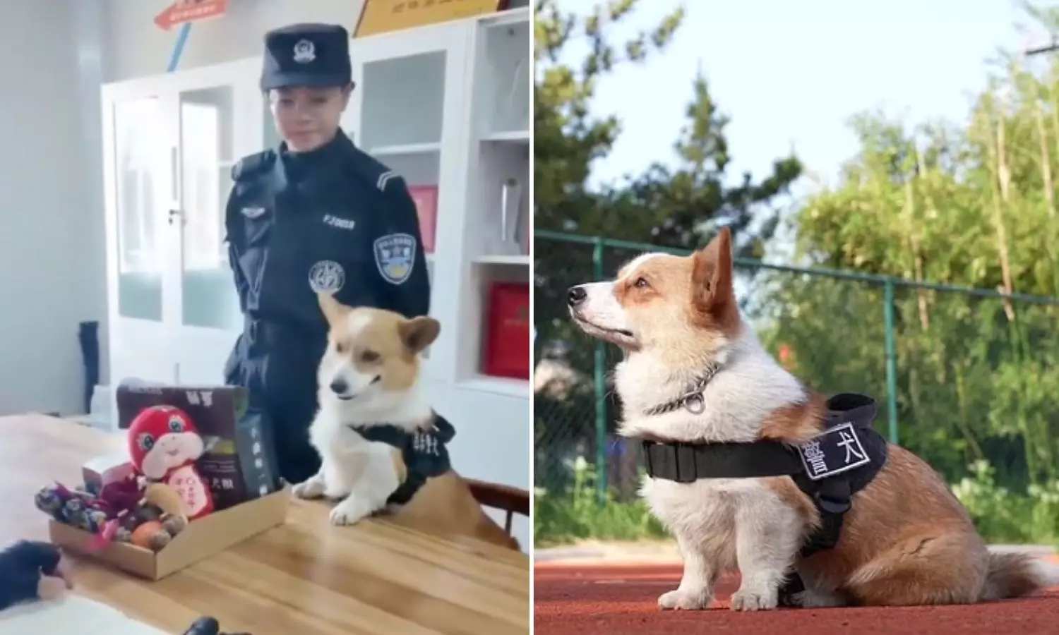 China's First Corgi Police Dog Denied Bonus Over Mischievous Behavior