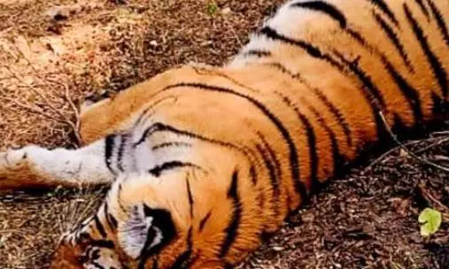 Man-Eater Tiger Found Dead in Wayanad