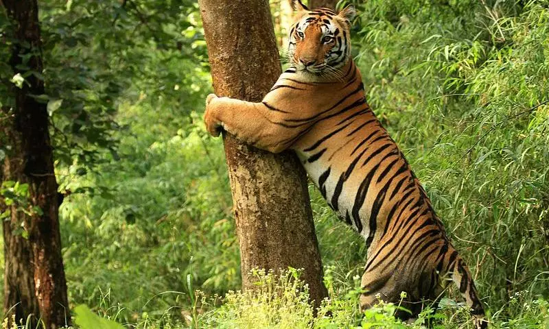 Gariaband encounter puts spotlight on 3 major tiger reserves in Central India