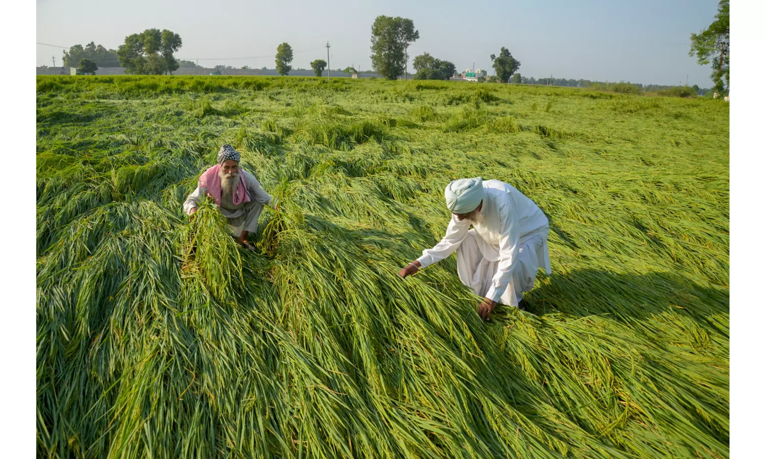 India needs to develop climate-resilient crop varieties: Economic Survey