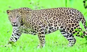 Leopard Safari Launched at Mumbai’s Sanjay Gandhi National Park