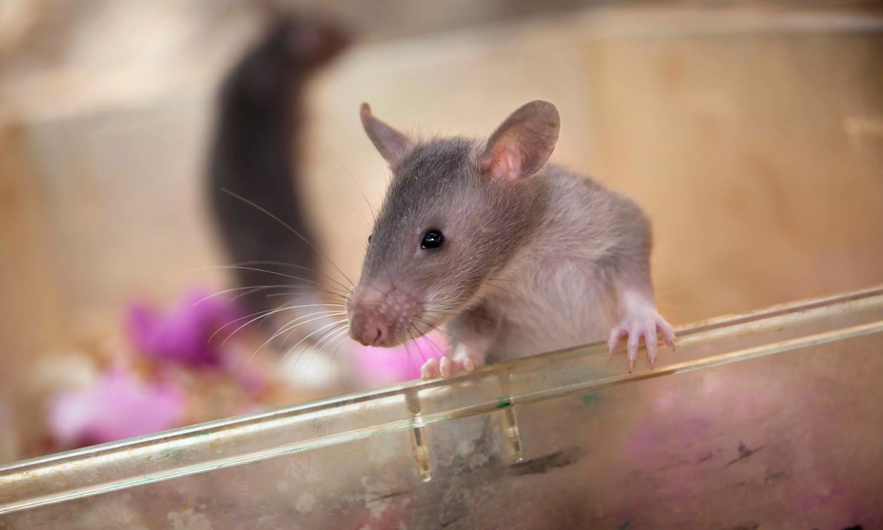 Rats! More rodents are infesting cities as scientists say warmer temperatures mean more rat babies