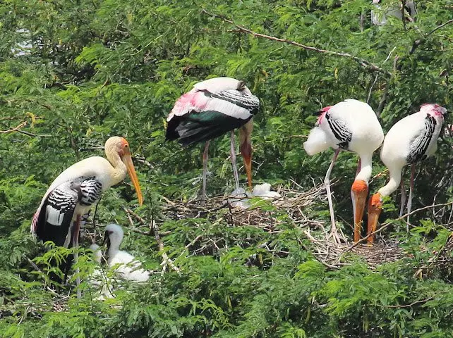 Two More Ramsar Sites for Tamil Nadu