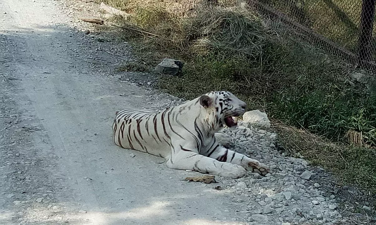 White Tiger Breeding Centre in MP Gets CZA Nod