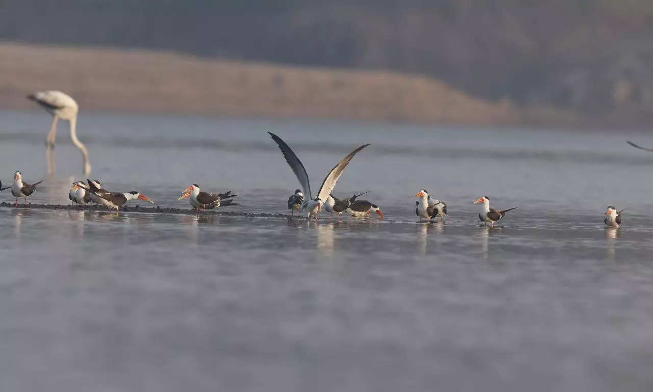 Three tagged Indian skimmers found in Karimnagar