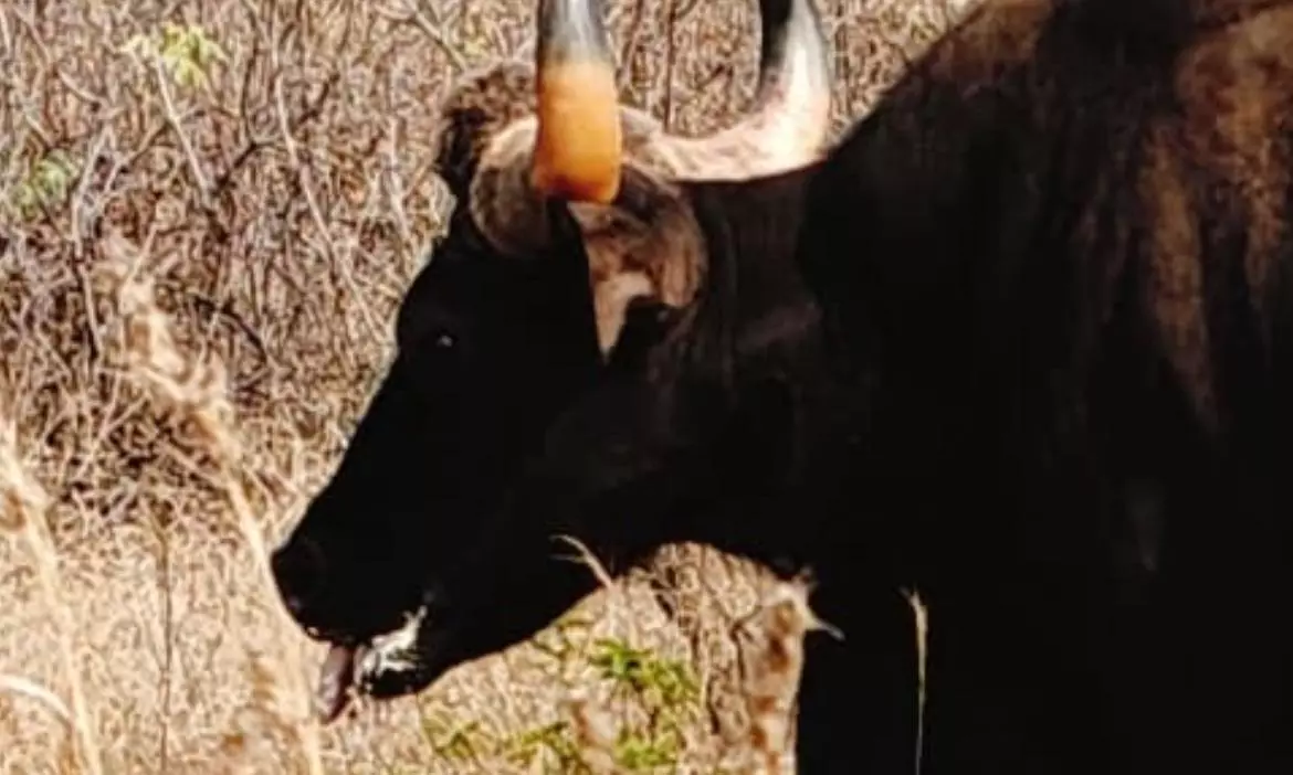 Gaur, hungry and thirsty, and chased by bikers, had no chance