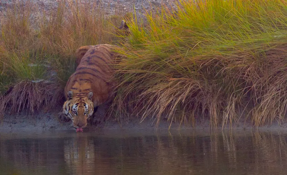 Sudden increase in tiger sightings in Sundarbans