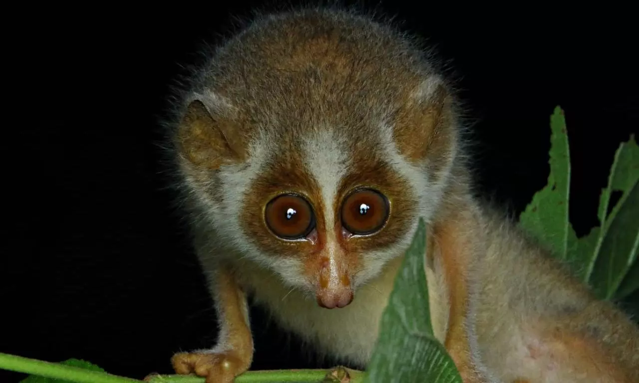 Rare Sighting of Slender Loris in Seshachalam Reserve