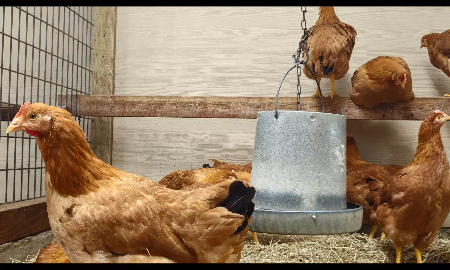 Facing egg shortage, Americans bring chickens home to roost