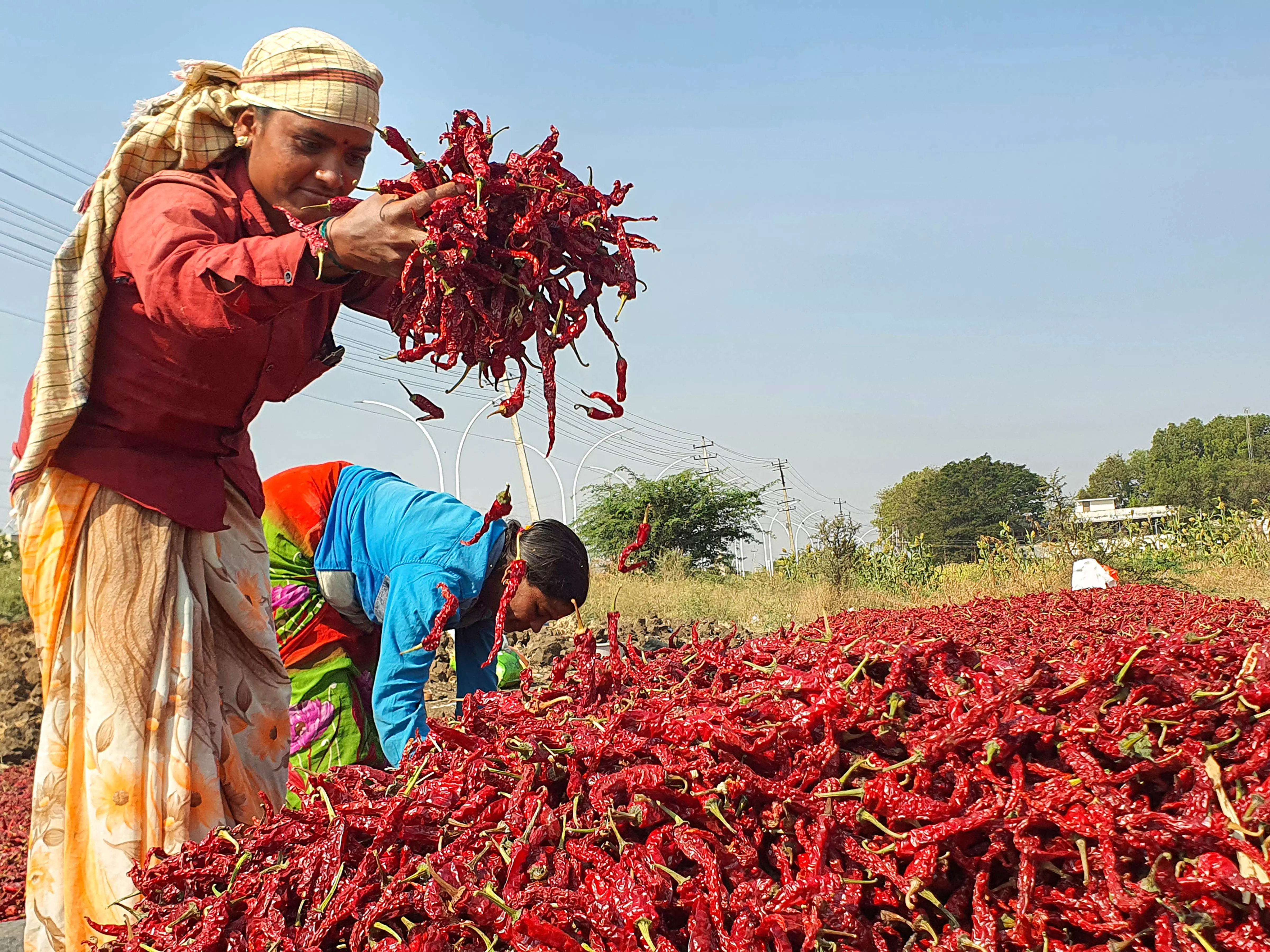 Chilli farmers hot as prices drop by half