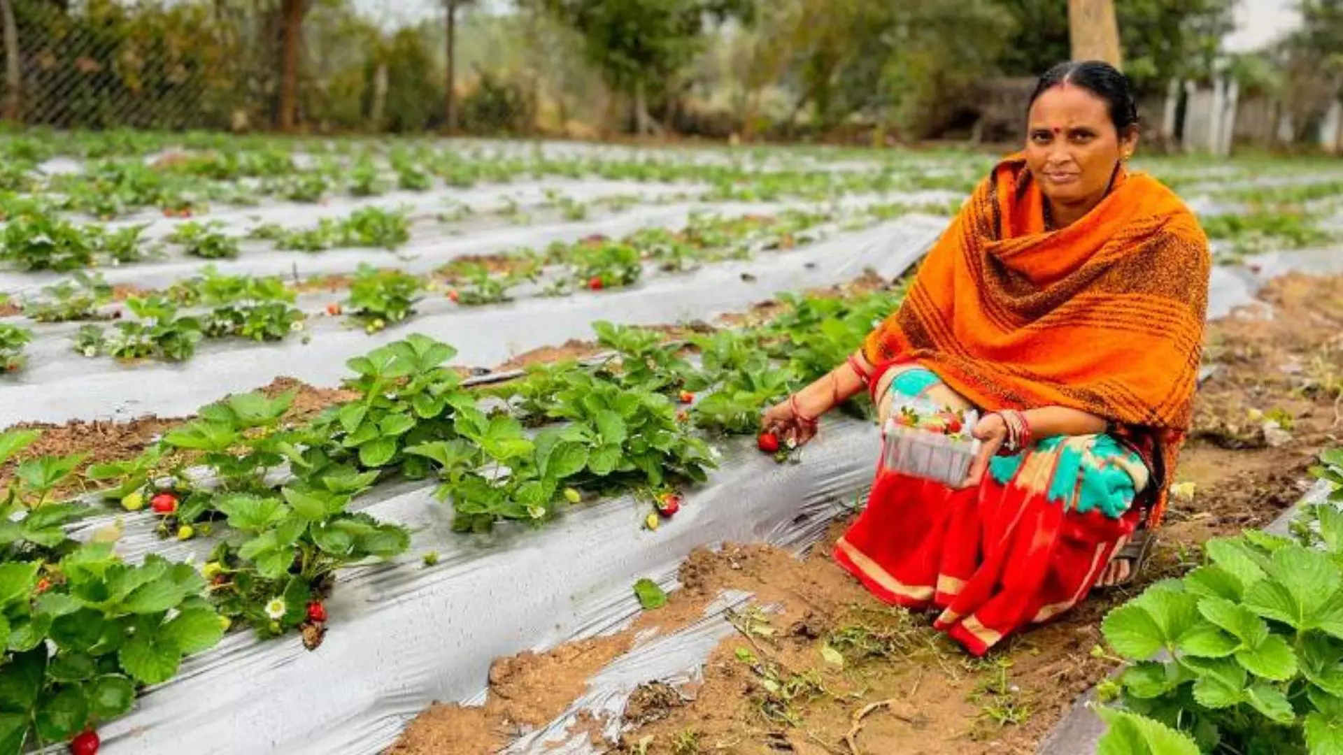 Strawberry cultivation brings prosperity to Kalahandi farmers