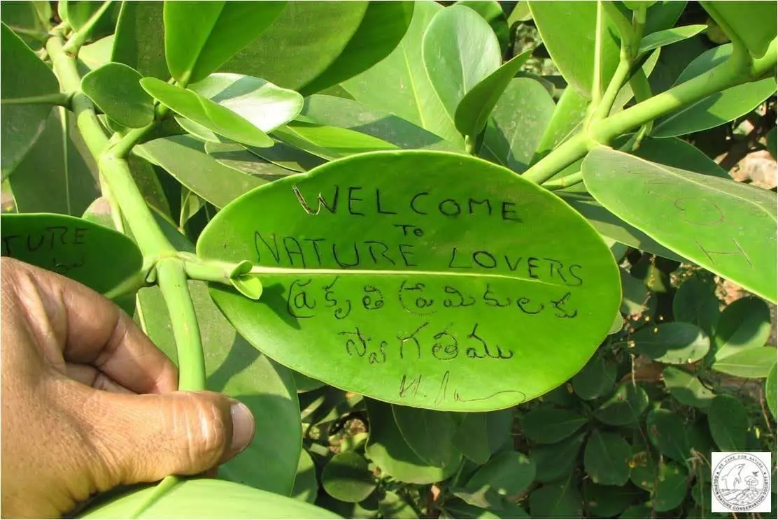 Visakhapatnam’s ‘Lovers’ Tree’ Blooms on Valentine’s Day