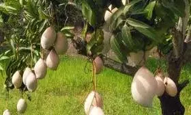 Andhra Pradesh: Mango Farmers Expect Better Yield This Year