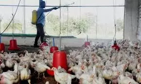 Preventive measures to curb bird flu in Kurnool, Nandyal