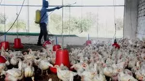 Chicken prices plummet amid flu scare