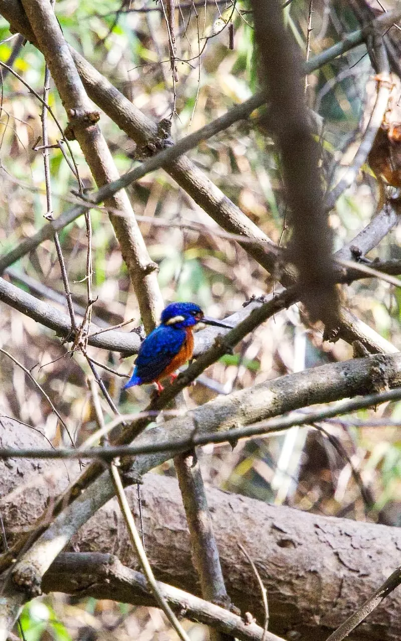 Blue-eared Kingfisher makes debut in Telangana