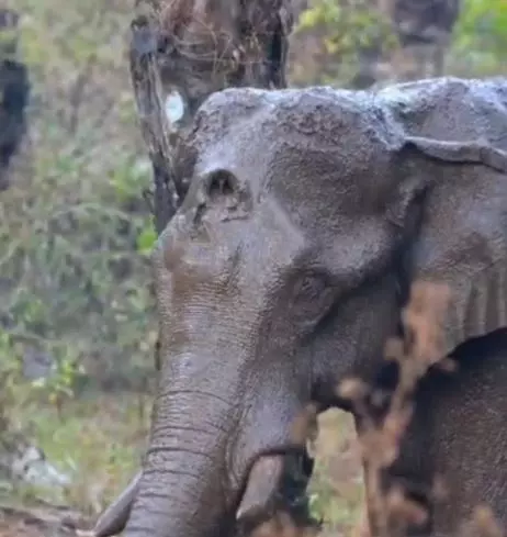 Last-ditch attempt today to rescue elephant with hole in head