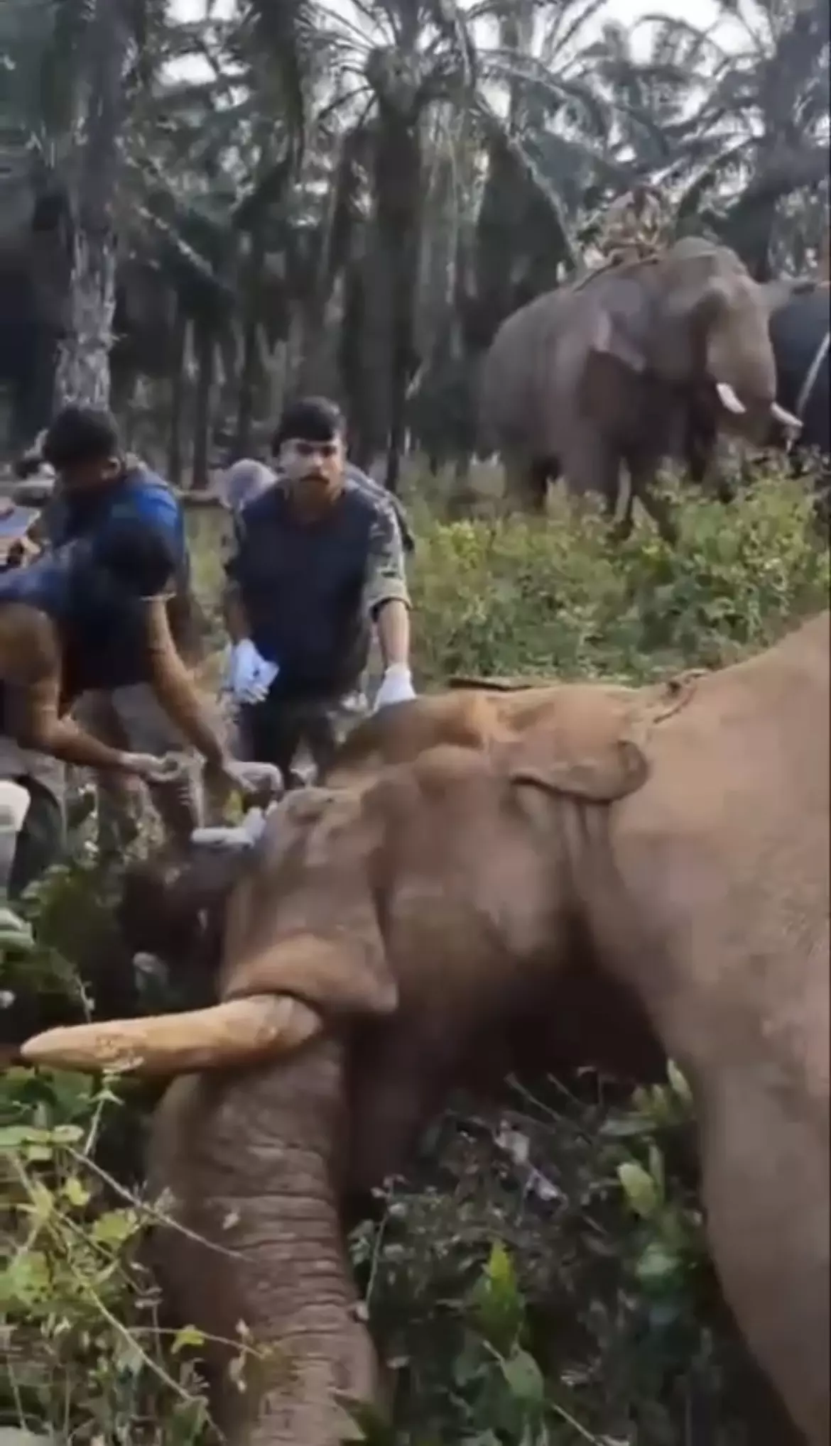 Injured Kerala Elephant Captured, Sent To Rescue Centre for Treatment