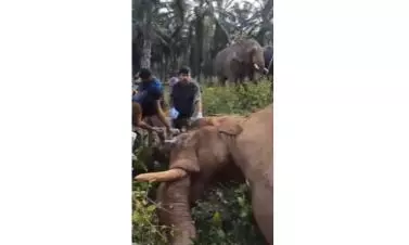 Injured Kerala Elephant Captured, Sent To Rescue Centre for Treatment