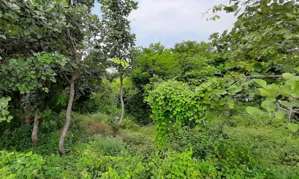 AP Forest Trainees Visit RCD Hospital Biodiversity Park