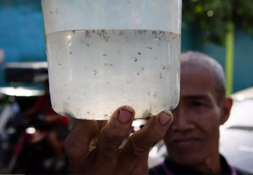 Manila Village Offers Cash Bounty for Mosquitoes Amid Dengue Surge