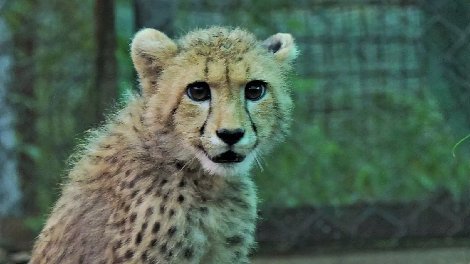 MP: Another Female Cheetah, Her 4 Cubs Released into Wild in Kuno