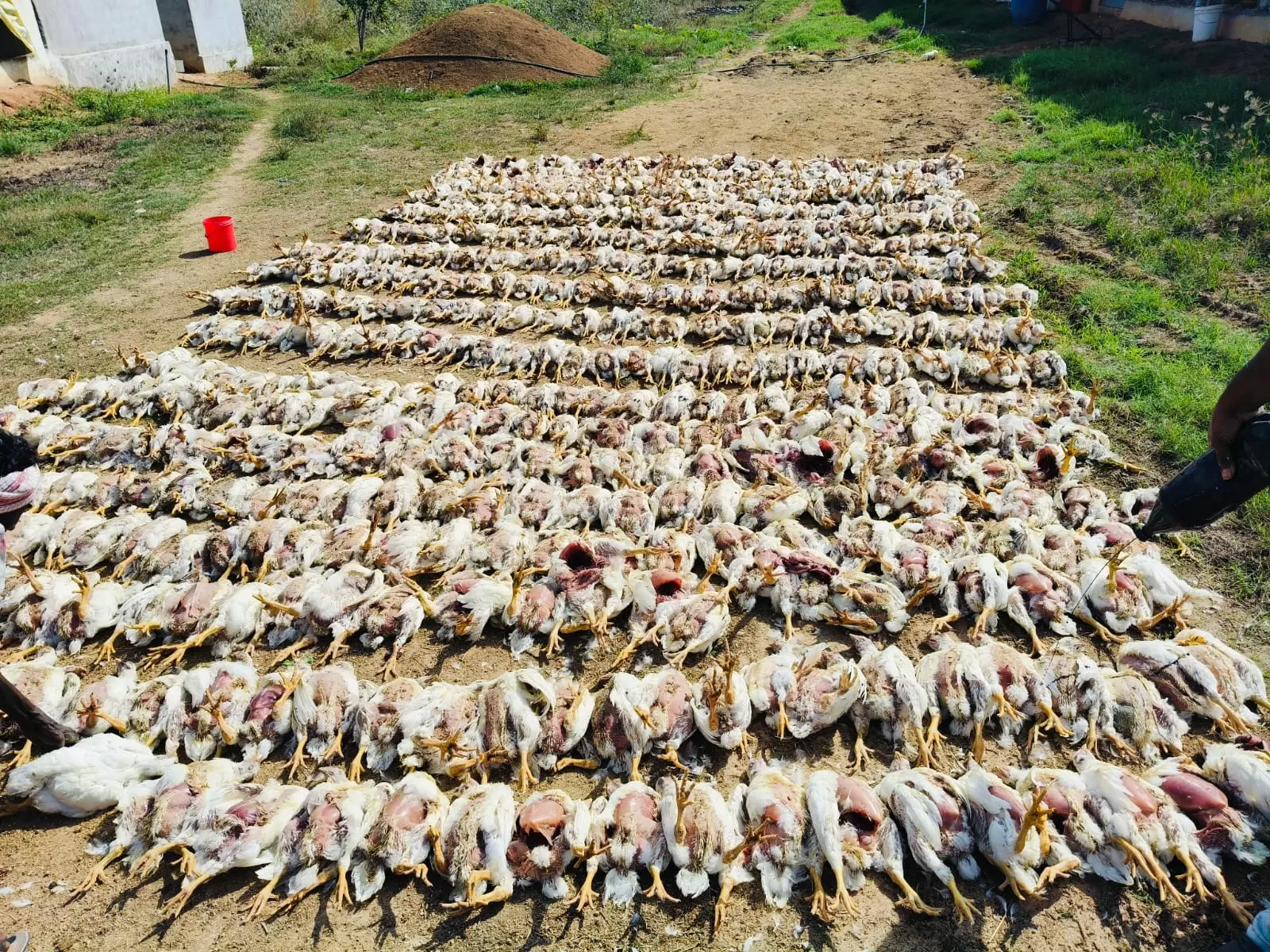 Bird flu outbreak kills 7,000 chickens at Poultry farm in Nalgonda