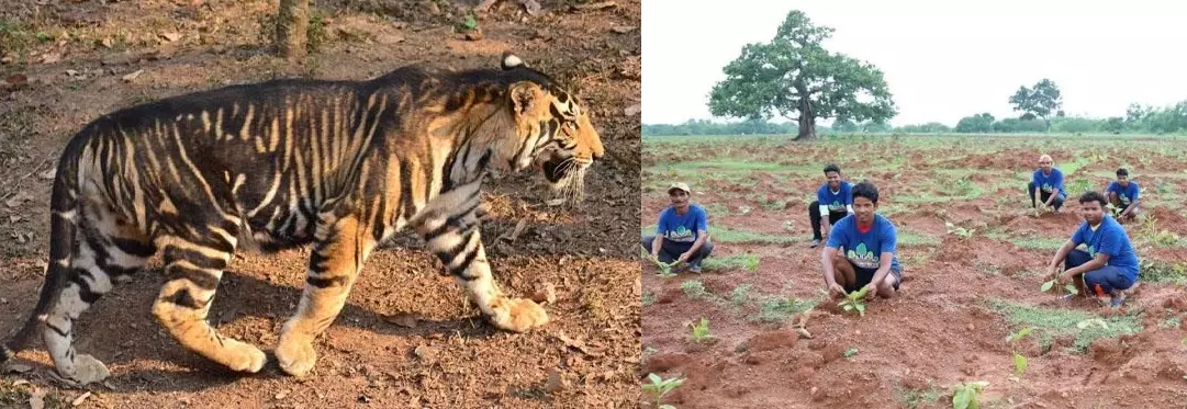 Over 2 lakh trees to be planted to protect rare black tigers in Odisha