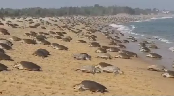 Indian Coast Guard launches ‘Operation Olivia’ to safeguard Olive Ridley turtles in Odisha