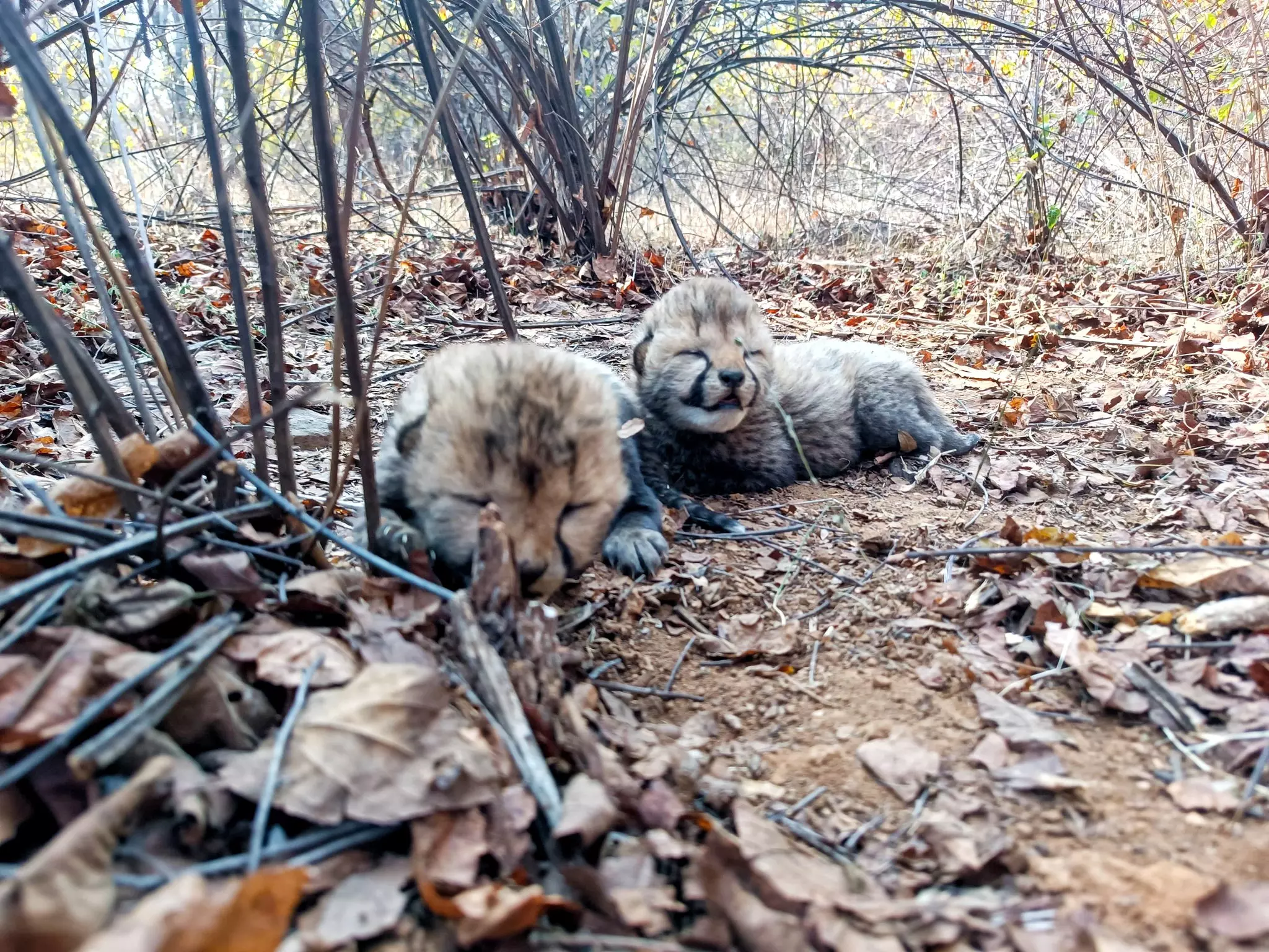 MP: With cubs’ gender and fathers identified, Kuno cheetah project faces new challenge