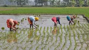 Paddy cultivation rises by five lakh acres in Telangana