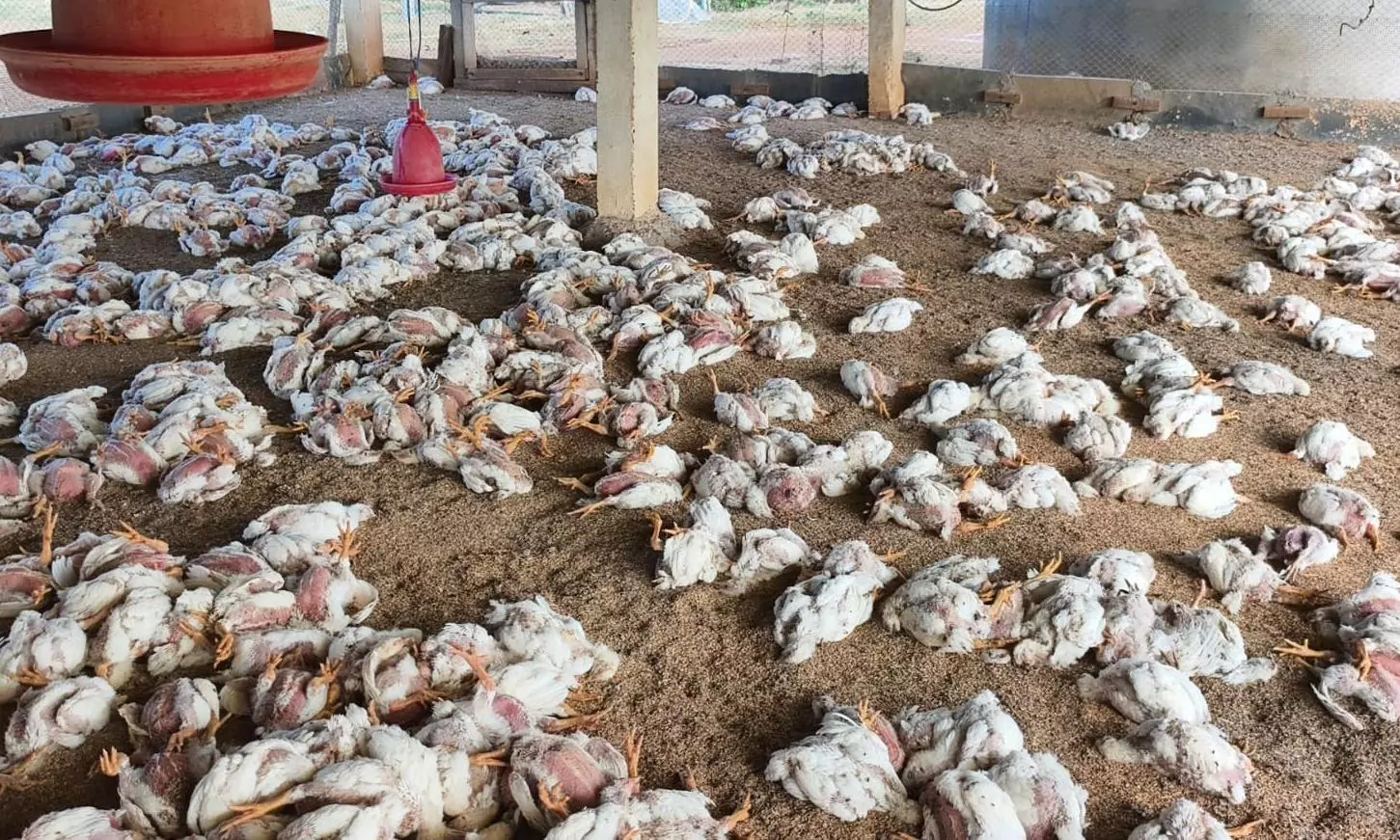 Bird flu confirmed in Bhongir poultry farm; 1,000 chickens dead