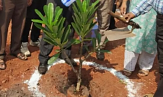 Vizag port launches massive tree plantation in city