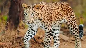 Leopard absence triggers eco imbalance in Kambalakonda