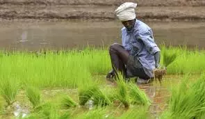 US delegation visits natural farming fields in Guntur district