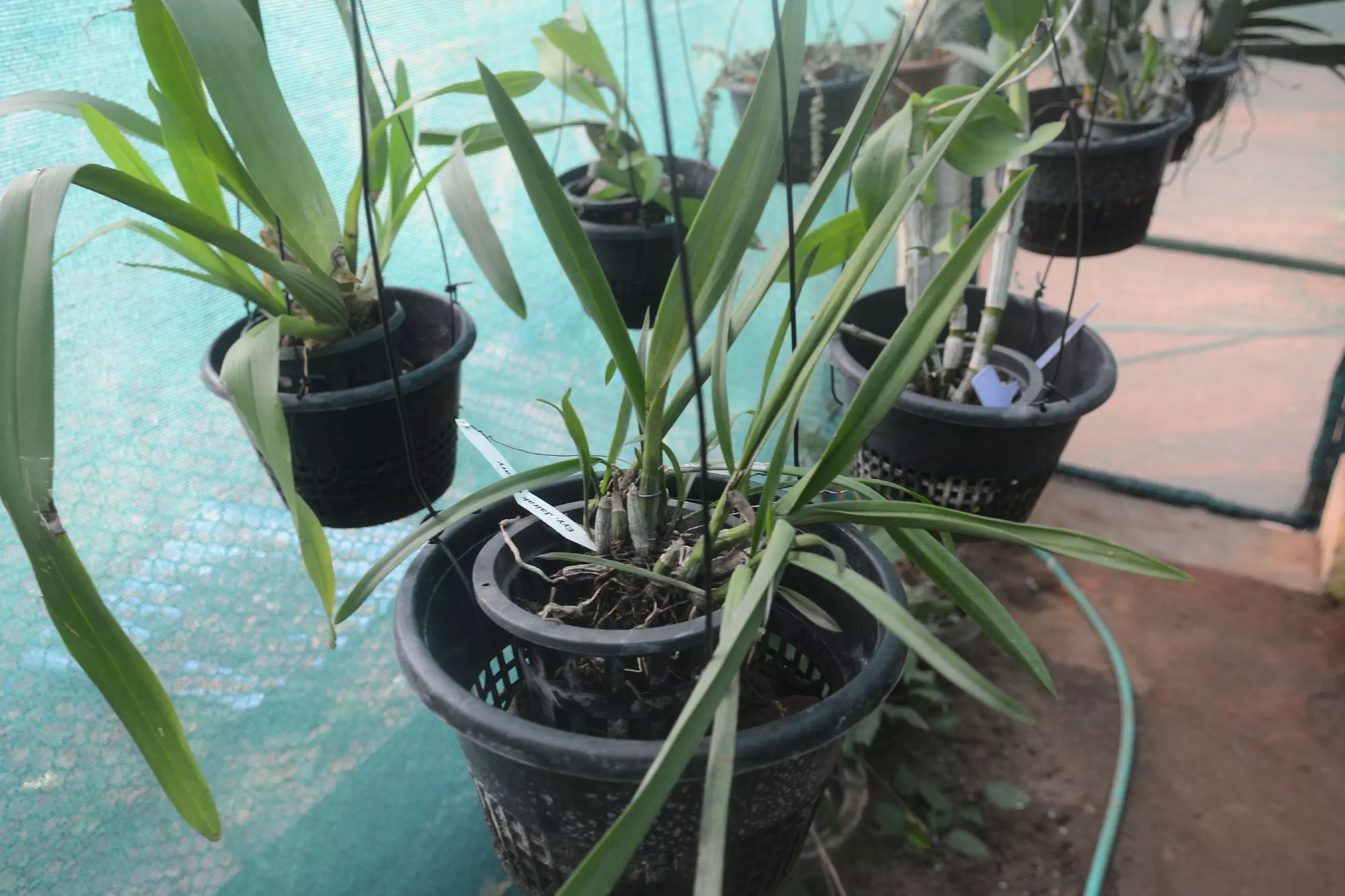 Air plants under spotlight at RCD Biodiversity Park’s greenhouse