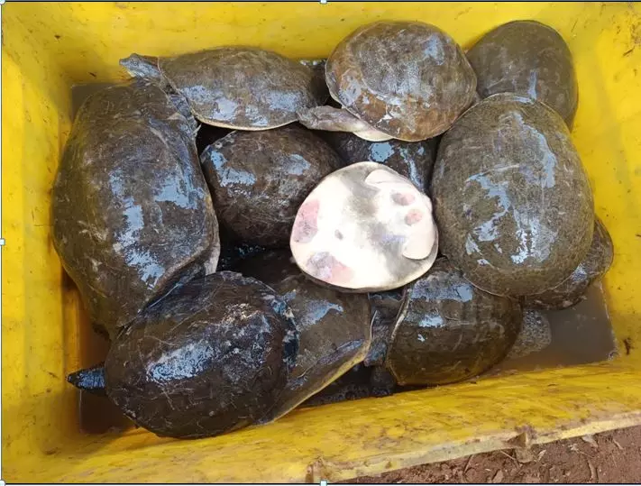 Hyderabad DRI thwarts illegal turtle trade; Seizes 1448 turtles in Odisha