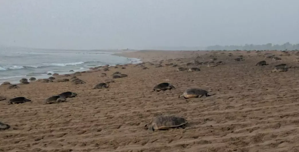 Odisha: Record-Breaking Olive Ridley Nesting at Rushikulya