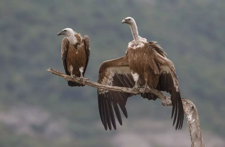 Madhya Pradesh Sees Rise in Vulture Population