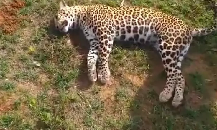 Leopard found dead in Srisailam