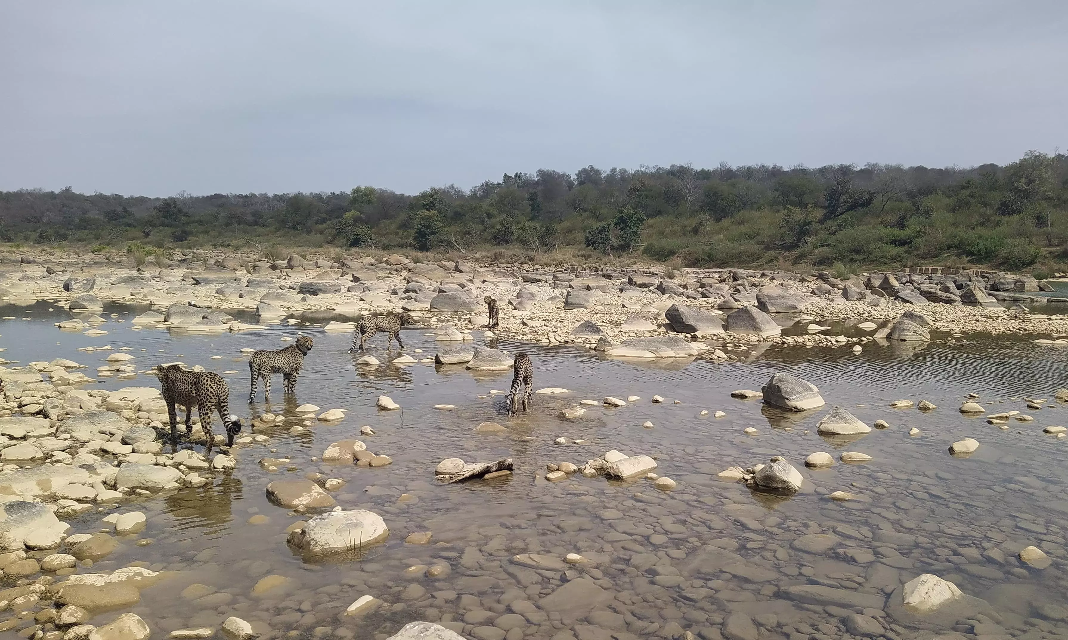 Kuno’s wild thrills cheetah Jwala’s cubs, caught on camera frolicking in river