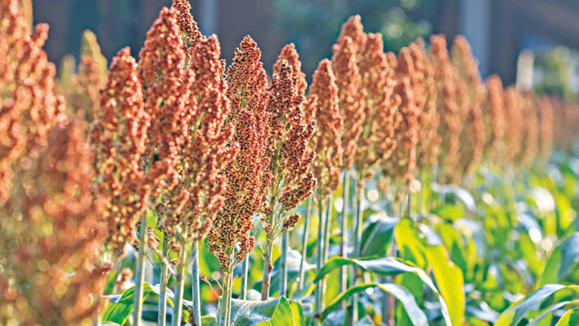 Ancient grains prominence pushes wheat on the sides