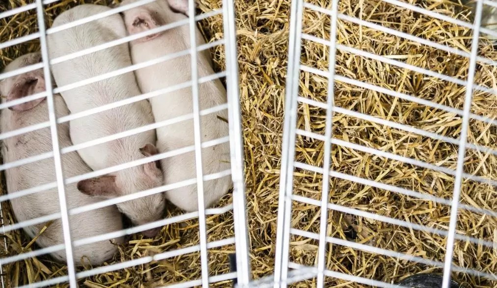 Piglets will be left to starve in a controversial art exhibit in Denmark