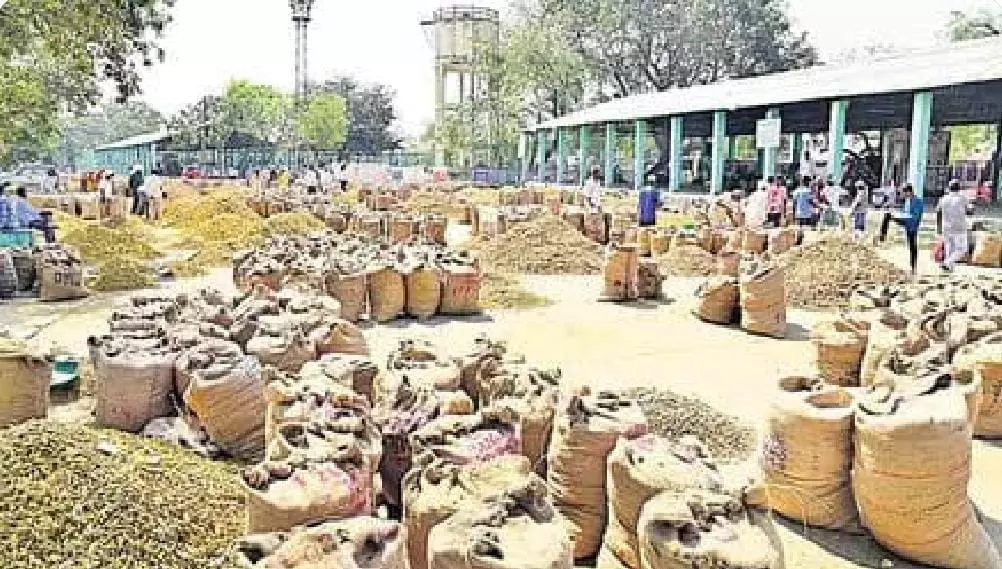 Turmeric prices nosedive to Rs 7,000