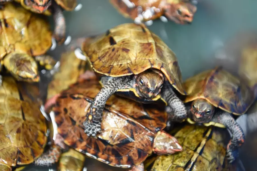 405 Rare Turtles Seized in UP; Two Wildlife Smugglers Arrested