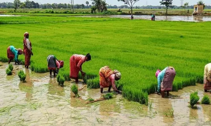 Paddy crop in 8L acres at risk due to water scarcity