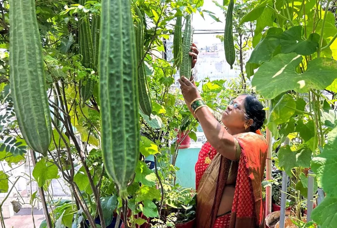 Women of Visakhapatnam take lead in terrace gardening