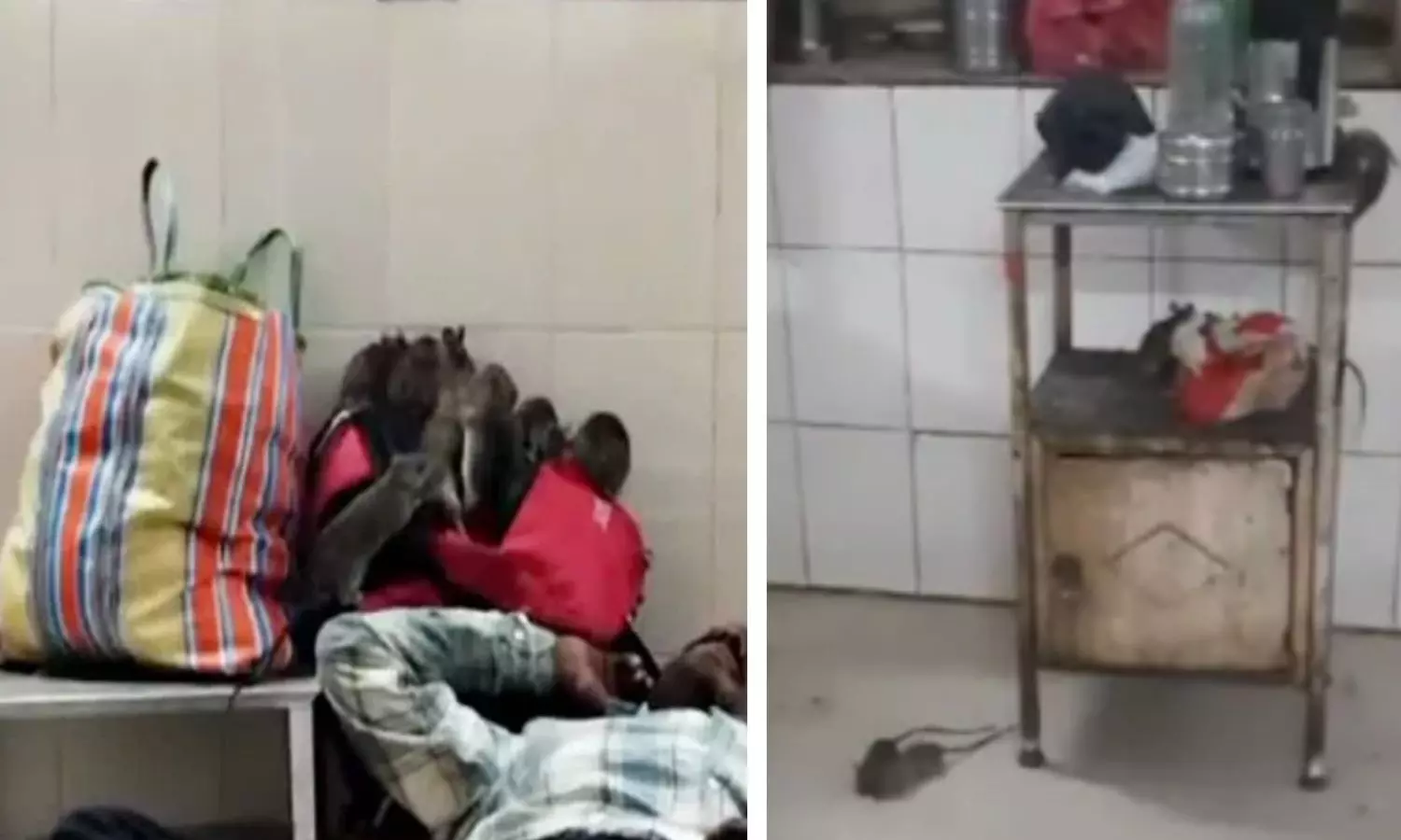 Rats Spotted in Madhya Pradesh Hospital’s Children’s Ward, Probe Ordered